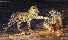 非洲豹图片,草原上的神秘猎手